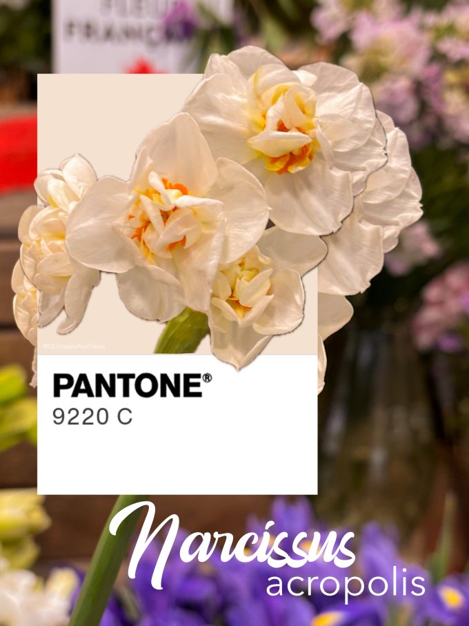 Fleurs de février photo 13